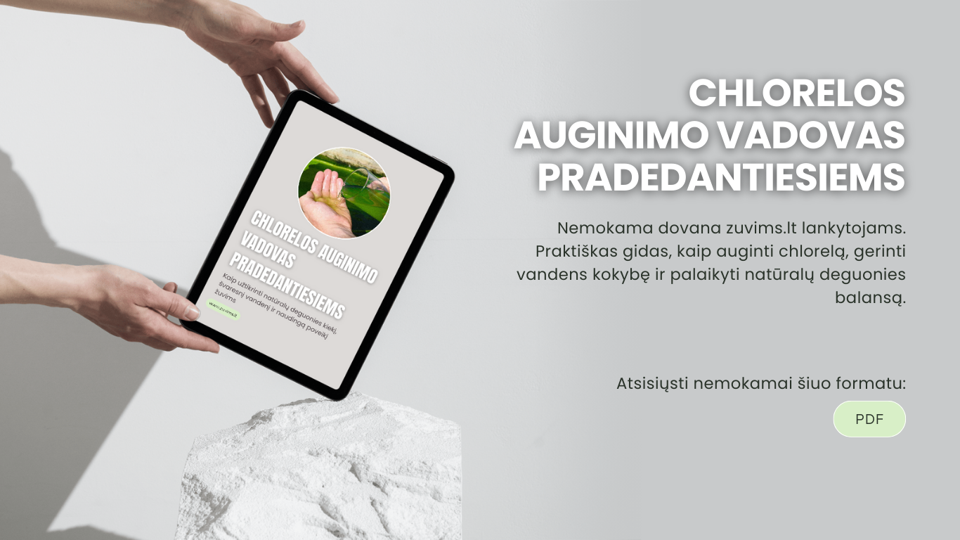 Chlorelos auginimo vadovas pradedantiesiems
