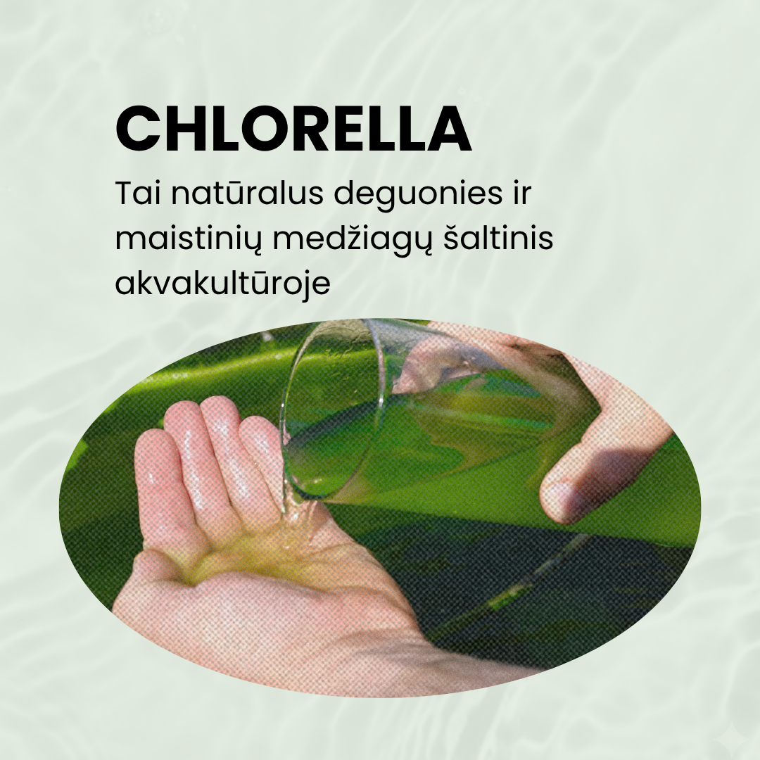 Natūrali tvenkinio ekosistema su chlorela mažiau dumblių ir geresnės sąlygos žuvims