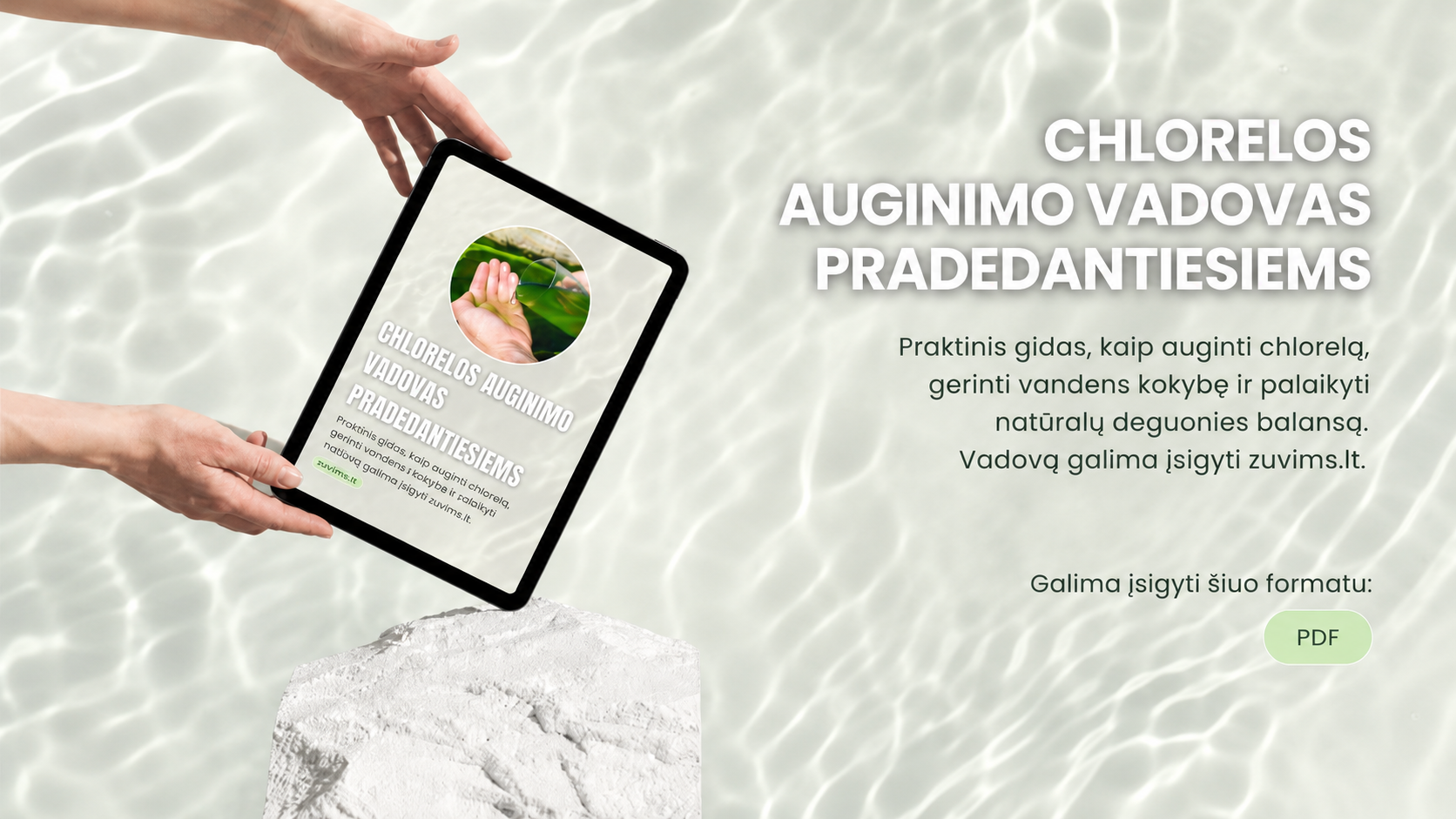 CHLORELOS AUGINIMO VADOVAS PRADEDANTIESIEMS
